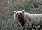 Alaska (7)  Mama grizzly, Denali, Alaska